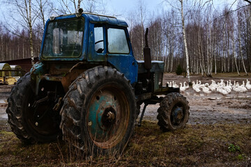 blue tractor among trees in open air on farm without driver. In background is flock of domestic white geese. Development of farming. Agricultural machinery