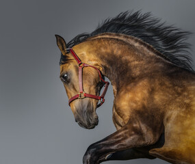 Portrait of golden dun Purebred Andalusian stallion.