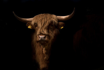 Portrait of a Scottish Highland Cattle (Bos taurus) bull