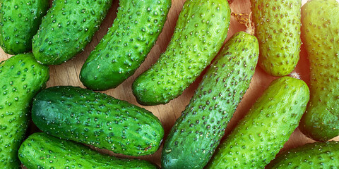 Small green colored cucumbers harvest on wooden background.