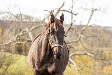 A head shot of a bay broodmare in a pasture with a tree in the background.