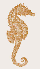 Threatened female lined seahorse hippocampus erectus in profile view - obrazy, fototapety, plakaty