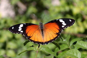 Obraz na płótnie Canvas African Monarch Butterfly