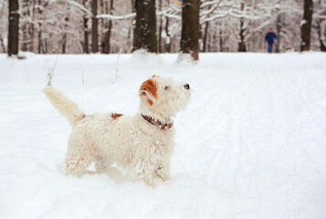 dog, animal, snow, outdoor, winter, Jack Russel