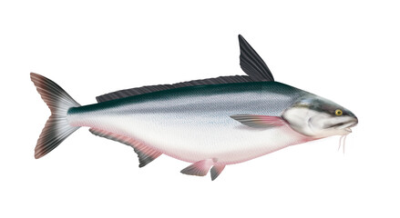 poisson,panga,  isolé, aliment, frais, comestible blanc, fruits de mer, cuisiner, pêche, mer, brut, animal, sain, ailette, maquereau, argent, attraper, nature, fraîcheur, eau, basse, queue, fleuve
