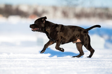 staffordshire bull terrier dog running outdoors in the snow