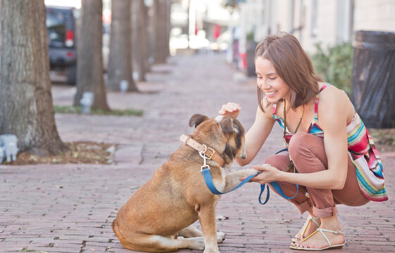Woman walking her English Bull Dog on sidewalk,p etting it and having it shake.