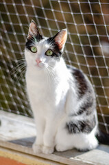 cat protected by safety net on the balcony