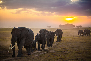 elephants walking face first at sunset in Kenya