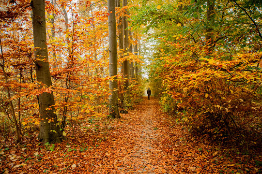 silhuett walking on path in autumn forest
