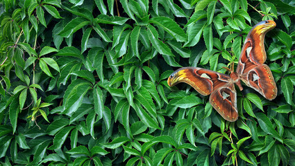 Atlas moth. Colorful tropical Attacus atlas butterfly on green leaves.
