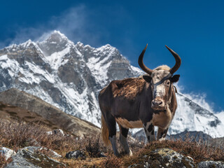 portrait of big yak with view to peak Lhotse in Nepal under blue sky