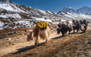group of yaks with goods goes in valley in sunny day in Nepal