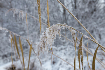 Reeds in winter covered with snow and ice