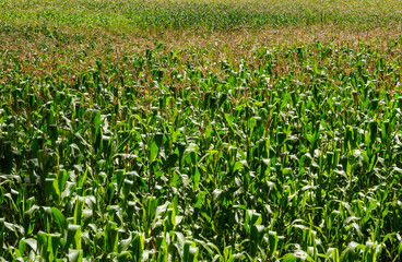 Corn plantation in Pedra Lavrada, Paraiba, Brazil on January 14, 2005.