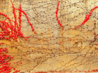 レンガ上の赤い草　コピースペース