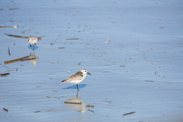 Shorebirds on the beach