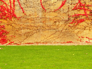 煉瓦上の赤い草と草原　コピースペース