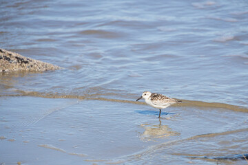 Shorebird on the beach