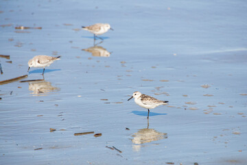 Shorebirds on the beach