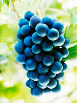 Close up of purple grapes on vine