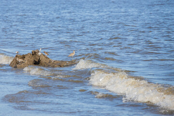 Fototapeta premium Shorebirds on the beach