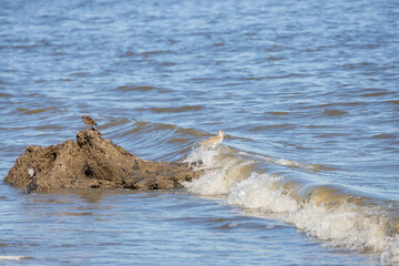 Fototapeta premium Shorebirds on the beach