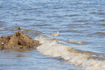 Shorebirds on the beach