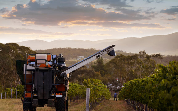 Heavy machinery moving down rows of grapevines in vineyard