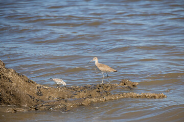 Shorebirds on the beach