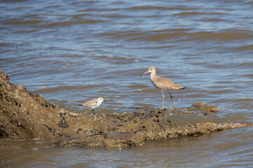 Shorebirds on the beach
