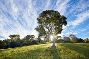 Afternoon sun shining through tree branches