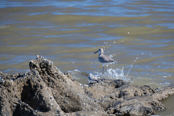 Shorebird on the beach