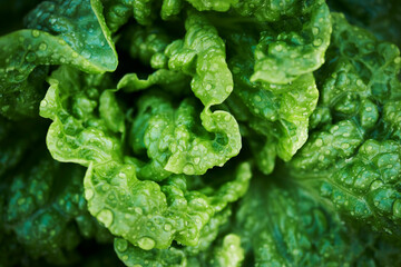 Close up of raindrops on lettuce plant