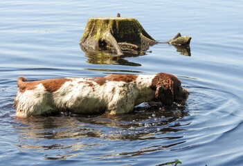 Fototapeta premium Dog in the lake