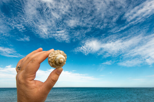 A woman's hand holds a spiral shell against a blue sky and sea in Baja California Sur