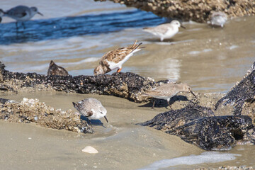 Shorebirds on the beach