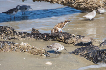 Shorebirds on the beach