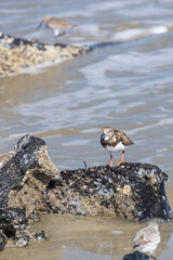 Shorebirds on the beach