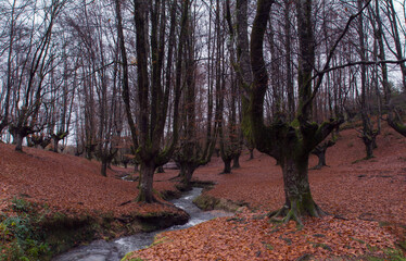 arboles en otoño junto al rio