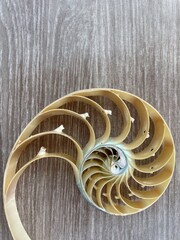 Obraz premium shell pearl nautilus Fibonacci section spiral pearl symmetry half cross golden ratio shell fibonacci structure growth close up mother of pearl ( pompilius nautilus ) - stock photo photograph image