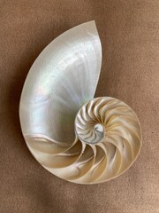 shell pearl nautilus Fibonacci section spiral pearl symmetry half cross golden ratio shell...