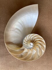 shell peach coral pearl nautilus Fibonacci section spiral pearl symmetry half cross golden ratio shell fibonacci close up mother of pearl ( pompilius nautilus ) - stock photo photograph image