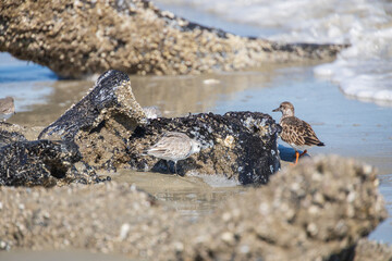 Shorebirds on the beach