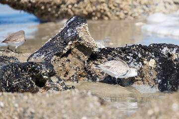 Shorebirds on the beach