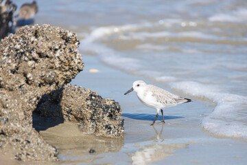 Shorebird on the beach