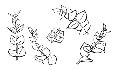 Graphic outline botany vector illustration of eucalyptus stem. Set of branches of medical plant with leaves isolated. Collection of greenery for cosmetics design, symbol of treatment, organic oil