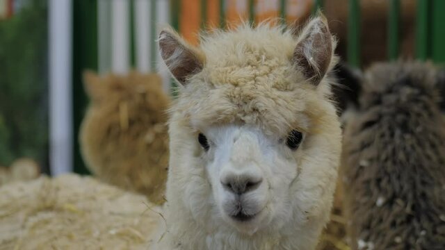 Portrait of beige alpaca at agricultural animal exhibition, trade show - close up. Farming, agriculture industry, livestock and animal husbandry concept