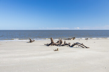 Large bare trees and driftwood on the beach