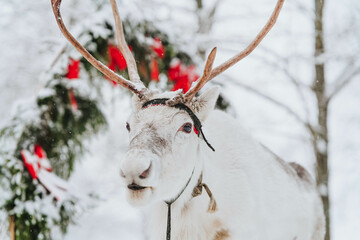 White deer with antlers in a snowy forest against the backdrop of the christmas arch
